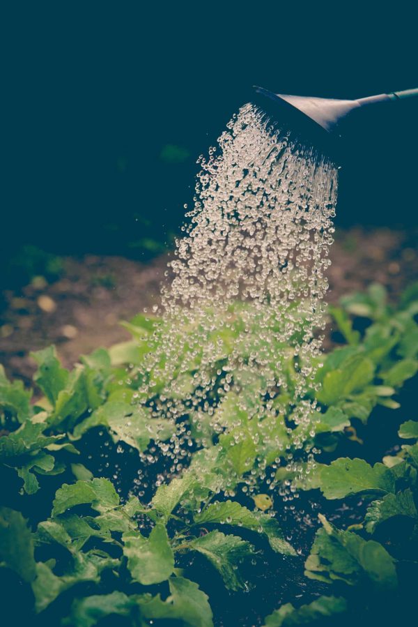 Agriculture,Watering,From,Plant,To,Growth